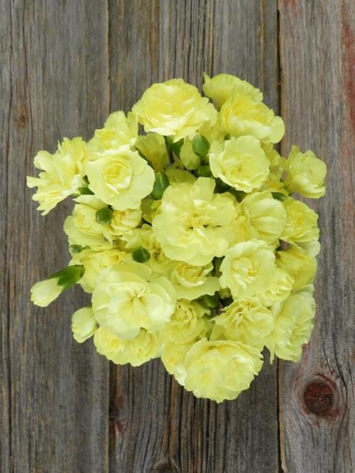 XANTHE YELLOW MINI CARNATIONS